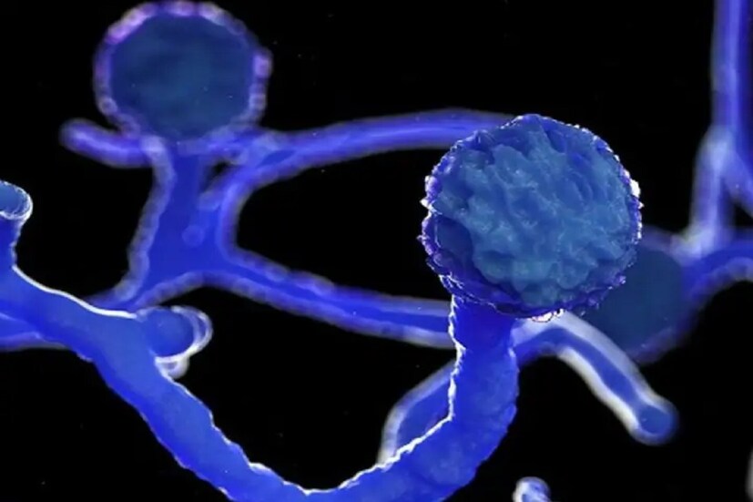 *শুক্রবার একজন সন্দেহজনক আক্রান্তের মৃত্যু হয়েছে। ৭৮ বছর বয়সী এক বৃদ্ধার এ দিন মৃত্যু হয়।  সংগৃহীত ছবি। 