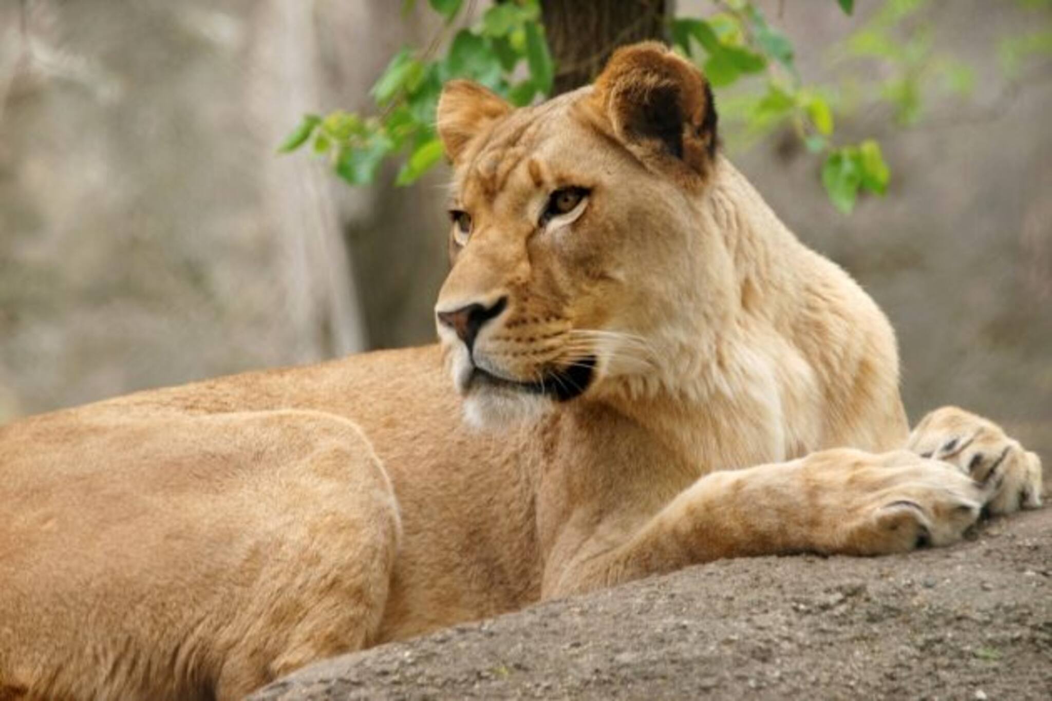 Covid+ Lioness: আতঙ্ক বাড়াচ্ছে করোনা, তামিলনাড়ুর চিড়িয়াখানায় ফের আক্রান্ত ২ সিংহী!