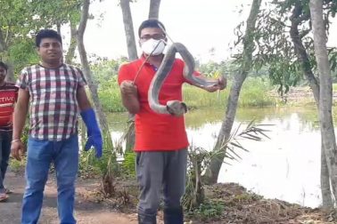 উদ্ধার হয়েছে সাপ।