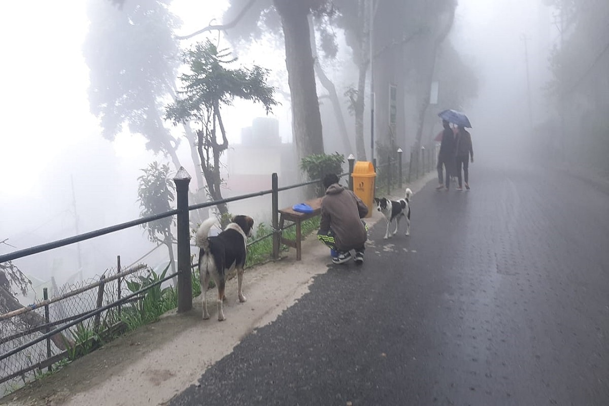 নাম নামগেল লামা। পেশায় মিউজিশিয়ান! নিয়মিত মিউজিক ক্লাস করান। কিন্তু কোভিডের জেরে অনেকেই নিয়মিত ক্লাস করতে আসছে না। কার্যত মিউজিক ক্লাস বন্ধ। চুপ করে বসে থাকার ছেলে নিয় নামগেল! এক বন্ধুর দোকানের সামনে আড্ডা দিতে দিতেই নজরে আসে খিদের জ্বালায় হা পিত্যেস করছে পথ সারমেয়র দল! বাড়ি ফিরেই ওদের জন্যে কিছু করার ভাবনা! আর ওদের অভুক্ত দেখতে চায় না! কাল থেকে এই সারমেয়র খাবারের দায়িত্ব নেবেন! শপথ নামগেলের! যেমন ভাবনা, তেমন কাজ! নেমে পড়েন রাস্তায়। নাম নামগেল লামা। পেশায় মিউজিশিয়ান! নিয়মিত মিউজিক ক্লাস করান। কিন্তু কোভিডের জেরে অনেকেই নিয়মিত ক্লাস করতে আসছে না। কার্যত মিউজিক ক্লাস বন্ধ। চুপ করে বসে থাকার ছেলে নিয় নামগেল! এক বন্ধুর দোকানের সামনে আড্ডা দিতে দিতেই নজরে আসে খিদের জ্বালায় হা পিত্যেস করছে পথ সারমেয়র দল! বাড়ি ফিরেই ওদের জন্যে কিছু করার ভাবনা! আর ওদের অভুক্ত দেখতে চায় না! কাল থেকে এই সারমেয়র খাবারের দায়িত্ব নেবেন! শপথ নামগেলের! যেমন ভাবনা, তেমন কাজ! নেমে পড়েন রাস্তায়।