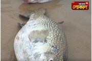 Puffer Fish এ ভরে গেল দিঘার সৈকত, হতবাক পর্যটকগণ, দূষণ ছড়ানোর আশঙ্কা