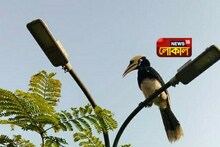 লকডাউনে প্রকৃতি ফিরছে স্বচ্ছন্দে, দাবি পরিবেশ প্রেমীদের