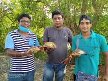ক্রেতা সেজে তিনটি কচ্ছপ উদ্ধার, ওয়াইল্ডলাইফ অফ শ্যামপুরের সদস্যদের