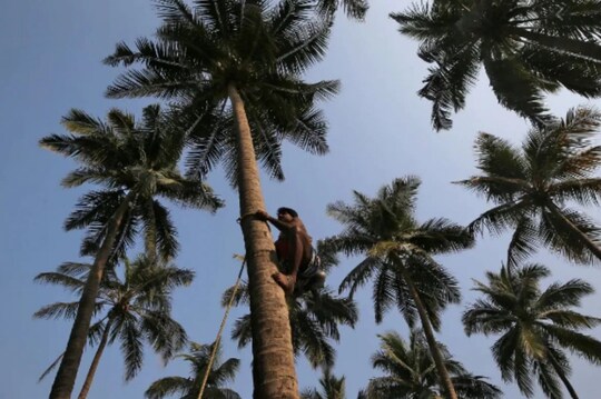 থাকবে না নারকেল-চাষির জীবনের ঝুঁকি, এবার গাছ থেকে ফল পেড়ে দেবে নয়া প্রযুক্তির ড্রোন কোকোবট!