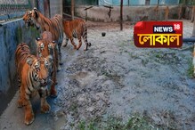 নামহীন হয়েই বড় হচ্ছে বেঙ্গল সাফারির ব্যাঘ্র শাবকরা নামহীন হয়েই বড় হচ্ছে বেঙ্গল সাফারির ব্যাঘ্র শাবকরা