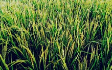 পূর্ব বর্ধমানের চাষীদের সুগন্ধি ধান চাষে উৎসাহ যোগাচ্ছে কৃষি দফতর পূর্ব বর্ধমানের চাষীদের সুগন্ধি ধান চাষে উৎসাহ যোগাচ্ছে কৃষি দফতর