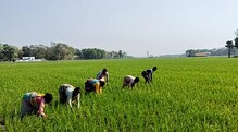 জুলাইয়ে বীরভূমে আসছে ন্যানো ইউরিয়া, কৃষি ক্ষেত্রে আসছে নতুন দিগন্ত জুলাইয়ে বীরভূমে আসছে ন্যানো ইউরিয়া, কৃষি ক্ষেত্রে আসছে নতুন দিগন্ত