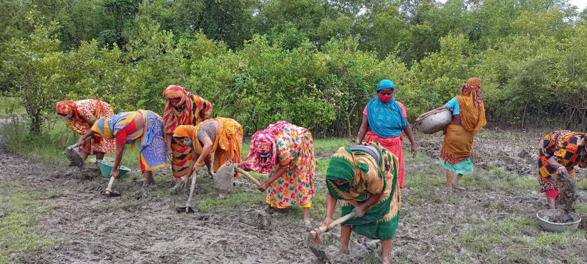 সুন্দরবনের ভারসাম্য রক্ষায় ম্যানগ্রোভ রোপনের পাশাপাশি রক্ষণাবেক্ষণেও নজর দেবে প্রশাসন