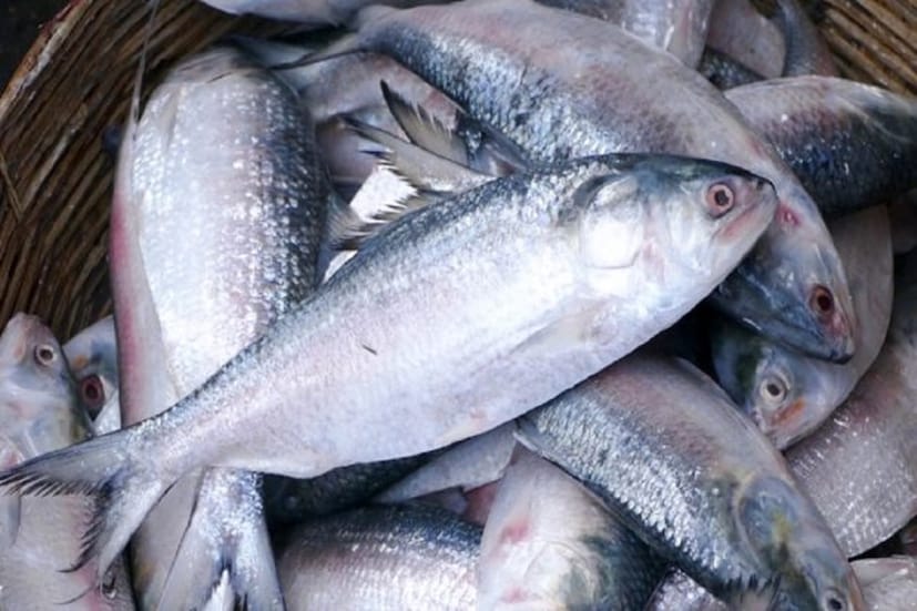 ইলিশ (Hilsa | Bangla News) নিয়ে বাঙালির আবেগ সর্বজনবিদিত। এককথায় বাঙালির সবচেয়ে প্রিয় মাছ যে ইলিশ সে নিয়ে কোনও সন্দেহ নেই। কিন্তু খাদ্য প্রেমিদের তত্ত্ব তালাশ বলছে এই বাংলাতেই রয়েছে একাধিক মাছ যা ইলিশকে স্বাদে, গন্ধে দশ গোল দিতে পারে। কিন্তু প্রচারের অভাবে  সেগুলি কুলীন হতে পারেনি।