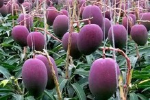 Costliest Mango: পৃথিবীর সবচেয়ে দামী আম তৈরি হচ্ছে দেশেই, ১ কেজির দাম ২.৭ লাখ