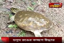 হলুদ রঙের কচ্ছপ উদ্ধার ঘিরে সাধারণ মানুষদের মধ্যে কৌতূহল সদাইপুরে