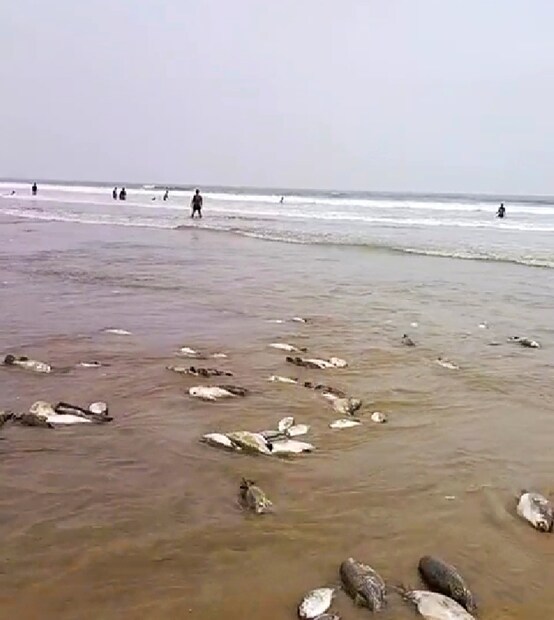 • পরিবেশবিদরা জানাচ্ছেন, এইসব Puffer Fish মাঝ সমুদ্রেই থাকে। খাওয়ারের খোঁজ করতে করতে কিংবা ঝড়ের কারণে সৈকতের কাছাকাছি চলে এসেছিল। একসঙ্গে বহু Puffer Fish মৎস্যজীবিদের জালে জড়িয়ে এবং তীর ঘেঁষা সমুদ্রের দূষিত জলে মারা যায় এইসব সামুদ্রিক ব্যাঙ। এ গুলো খাওয়া হয় না। তাই পড়ে আছে তীর জুড়ে। জানা গিয়েছে, এগুলো মানুষের গায়ে লাগলে ভীষণ ভাবে চুলকোয়!