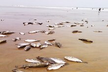 লাখ লাখ মৃত সামুদ্রিক ব্যাঙের দেহে ভরে গেল দিঘার সৈকত, আতঙ্কিত স্থানীয়রা