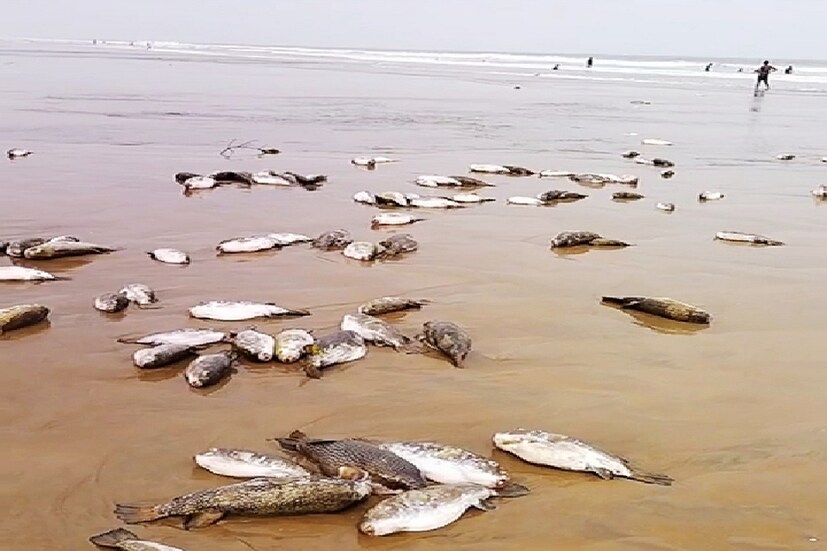 • দিঘার সমুদ্রে ভাসছে হাজার হাজার মৃত সামুদ্রিক ব্যাঙ (Puffer Fish) । দূষণ ছড়ানোর আশঙ্কায় উদ্বেগ বাড়ছে সর্বস্তরে! এ দিন বিকেলে হঠাৎই নিউ দিঘার সমুদ্রের জলে ভাসতে দেখা গেল মৃত সামুদ্রিক ব্যাঙের লাশ! ঢেউয়ের ধাক্কায় সি বিচেও উঠে এসেছে অসংখ্য মরা সামুদ্রিক ব্যাঙের দেহ। যা দেখে পর্যটক থেকে পরিবেশবিদ কিংবা সাধারণ মানুষ, সকলেই চিন্তিত। 