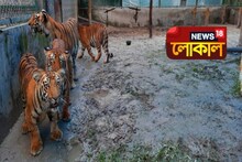 বেঙ্গল সাফারির শাবক থেকে স্বেচ্ছাসেবীর উদ্যোগ, দেখুন দিনের সেরা খবর একনজরে...