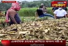 চাষের জমির ফসল নষ্ট করার অভিযোগ উঠল দুষ্কৃতিদের বিরুদ্ধে