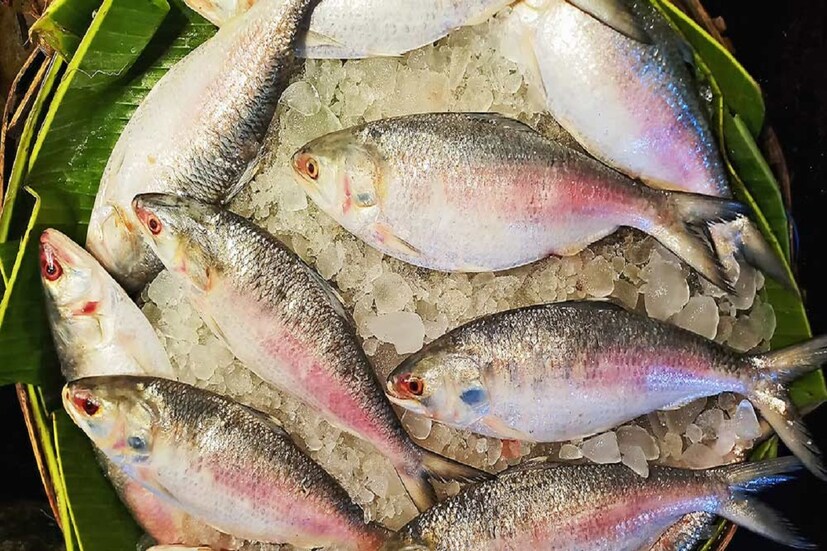 পদ্মার ইলিশই সেরা, এতদিন ইলিশ প্রেমীদের কাছে এটাই ছিল ধ্রুব সত্য। তবে, একটি গবেষণায় বাংলাদেশের একদল বিজ্ঞানী দাবি করেছেন, বাংলাদেশের ইলিশের বেশির ভাগই মেঘনা থেকে আসে। স্বাদে ও পুষ্টিতে এই মোহনার মাছ শুধু বাংলাদেশের মধ্যেই নয়, গোটা বিশ্বের মধ্যেই সেরা। মূলত আগস্ট থেকে নভেম্বর পর্যন্ত পুষ্টি ও স্বাদে সেরা এই ইলিশগুলি ধরা পড়ে।