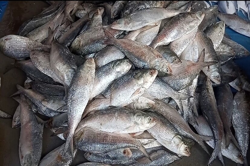 শনিবার বাংলাদেশের চাঁদপুরে চাঁদপুর জেলা প্রশাসন ও এটুআই আয়োজিত ‘লাইভ ফ্রম ইলিশের বাড়ি’ শীর্ষক একটি সভায় উপস্থিত ছিলেন উইম্যান ফর ই-কমার্স (We)-এর বাংলাদেশ সভাপতি নাসিমা আখতার। সেখানেই বিপুল বিক্রির এই তথ্য জানান নাসিমা। সেদেশের বহু সংবাদমাধ্যমে এ খবর প্রকাশিত হয়েছে। সেখানে জেলা ব্র্যান্ডিং পণ্য ইলিশ ই-কমার্সের মাধ্যমে বাজারজাত করার উদ্দেশ্যে কর্মশালাও অনুষ্ঠিত হয়।