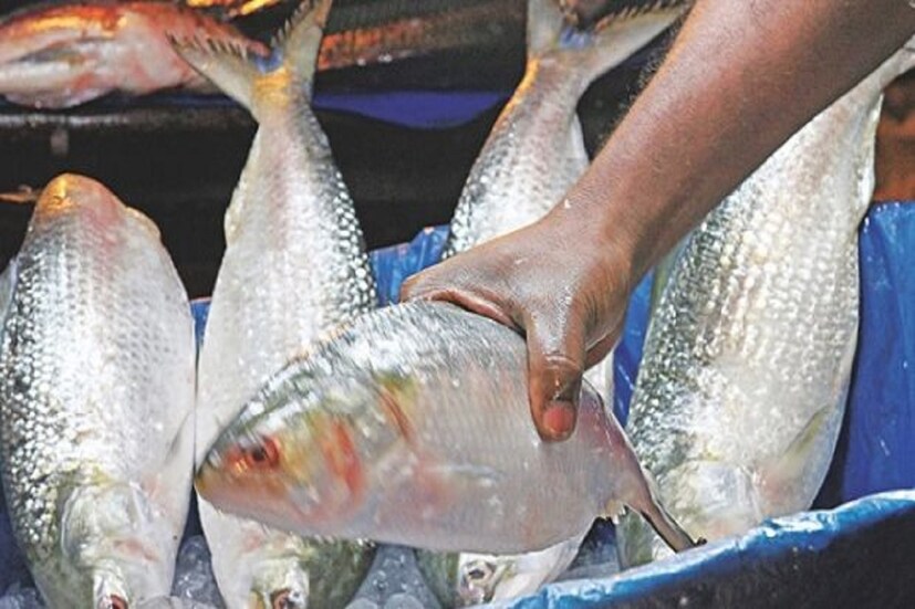 সাধারণত সমুদ্রে থাকা অবস্থায় ইলিশের ওজন ও স্বাদ কিছুটা কম থাকে। কারণ, সেখানে তার জন্য প্রয়োজনীয় খাদ্য উদ্ভিদ ও প্রাণিকণা কম থাকে। নদী ও মোহনায় সেই পরিমাণ অনেক বেশি থাকে। বিশেষ করে মেঘনা অববাহিকায় এর উপস্থিতি সবচেয়ে বেশি বলেই দাবি করেছেন ওই গবেষকরা। 