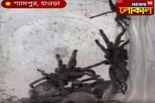 হাওড়ার শ্যামপুরে ছড়ালো বিষাক্ত মাকড়সা ট্যারেন্টুলার আতঙ্ক!