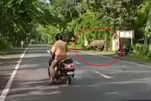 OMG ! স্কুটি চালকের সামনে হঠাৎই এসে দাঁড়াল বিশাল একটি গণ্ডার! তারপর ?
