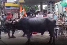 পেট্রোল-ডিজেলের মূল্যবৃদ্ধির জেরে মোষের গাড়িতে চড়ে অভিনব প্রতিবাদ কৃষ্ণনগরে