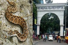 NRS-এ সাপের আতঙ্ক! যত্রতত্র ঘুরছে বিষধর চন্দ্রবোড়া! আতঙ্কে কাঁটা রোগীর আত্মীয়র