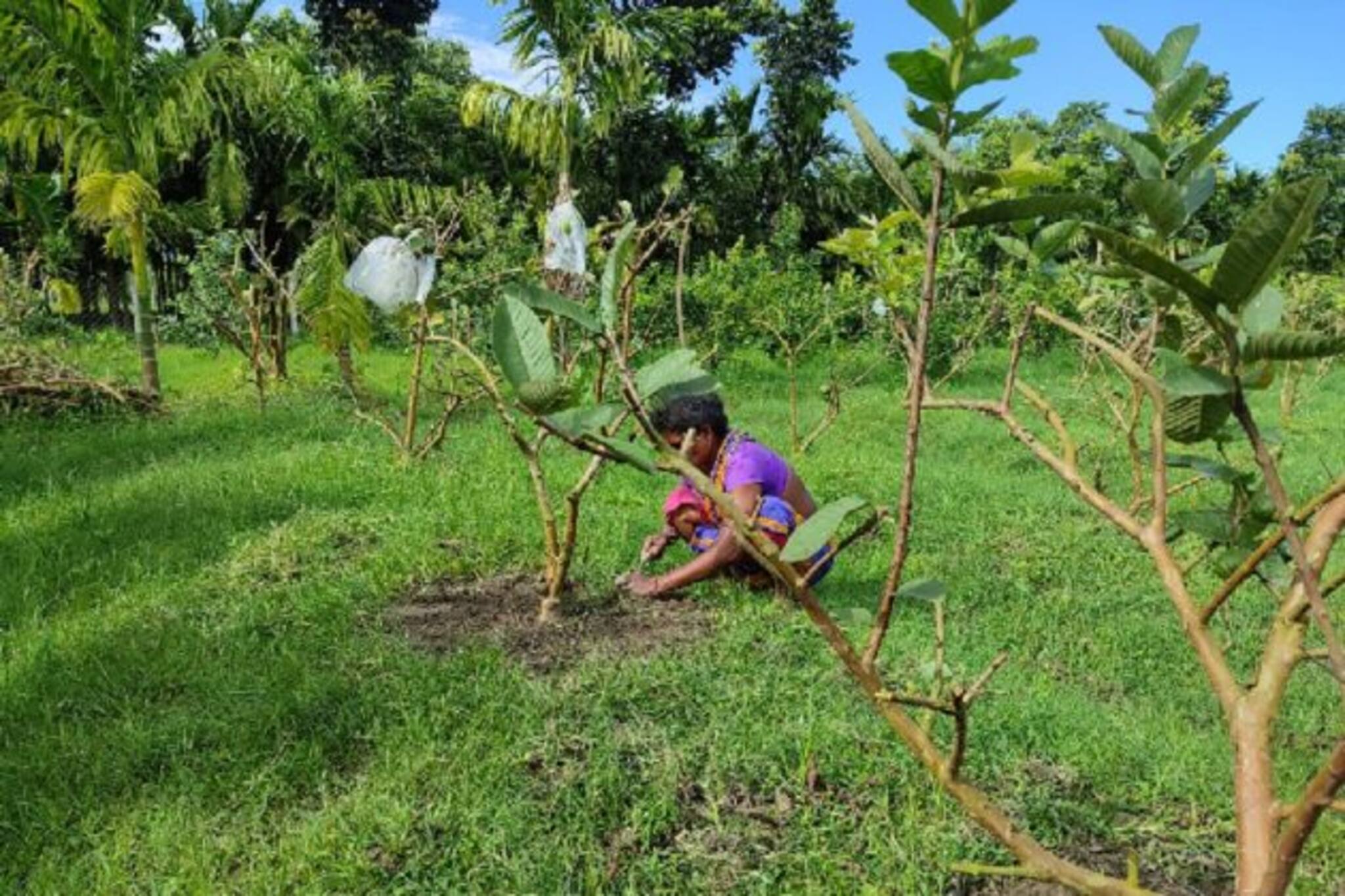 বাড়ি তো নয়, যেন আস্ত অক্সিজেন হাব! অক্সিজেনের স্যাচুরেশন নেমে গেলে অনায়াসেই ঢুঁ মারতে পারেন এখানে