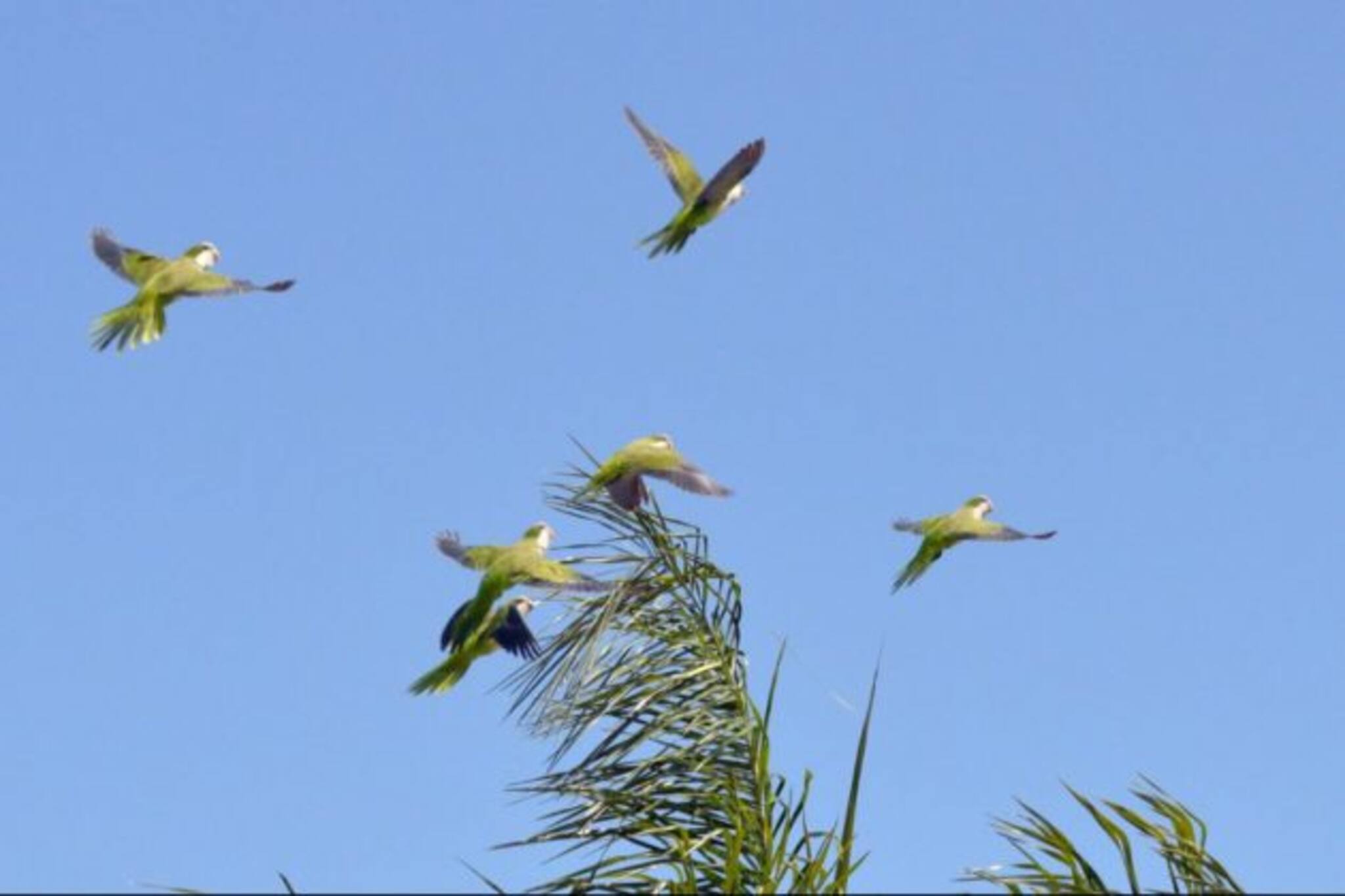 Bird Released : মুক্তির স্বাদ পেল পরিযায়ী এক ঝাঁক পাখি! অভিনব পথ দেখালেন জয়নগরের ওসি, দেখুন ভিডিও...