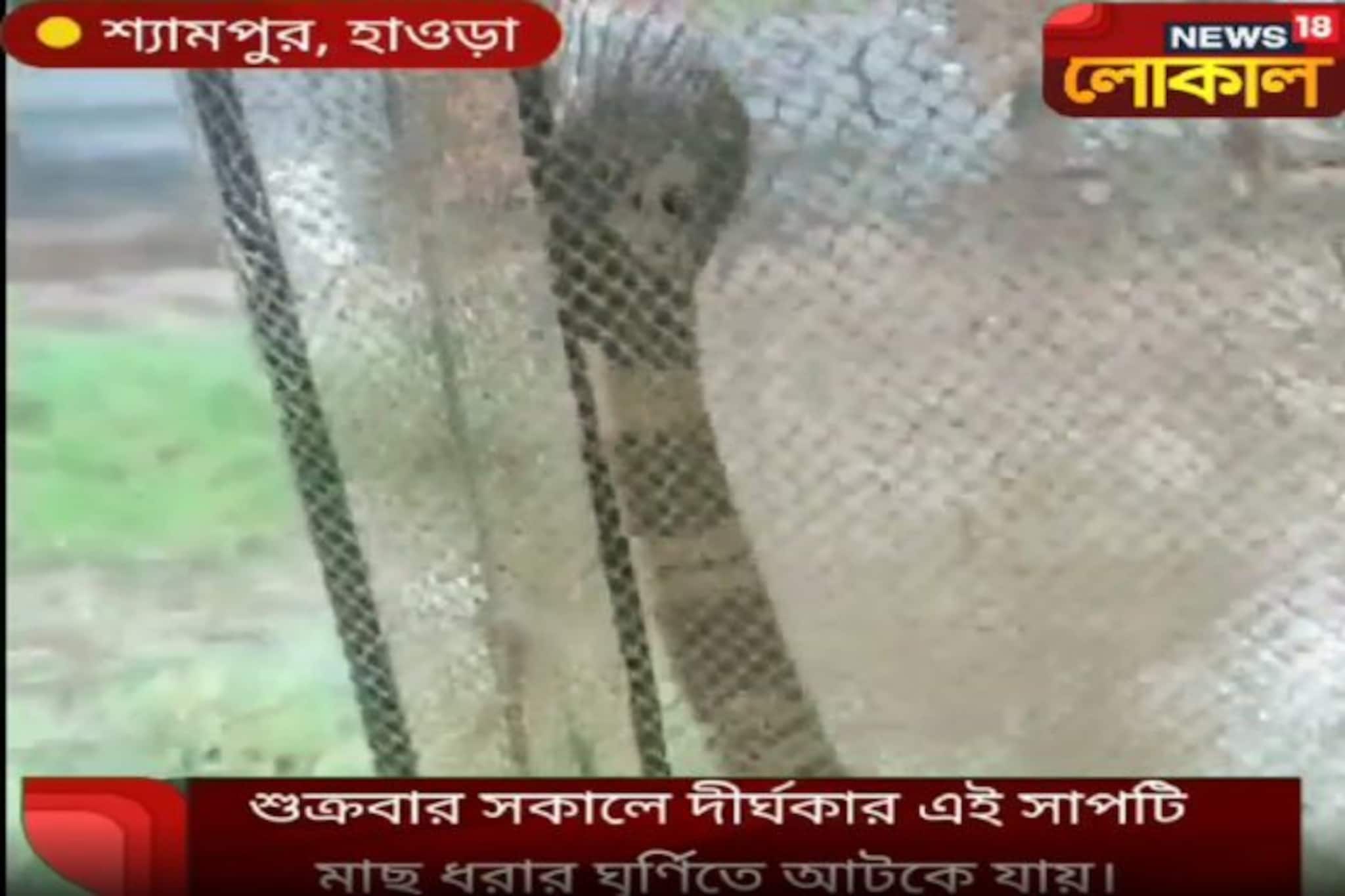 হাওড়ায় উদ্ধার দীর্ঘ পাঁচ ফুটের কেউটে, যার আওয়াজ আপনার হাড় হিম করিয়ে দেবে!