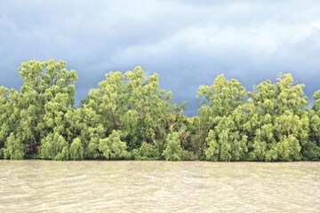 ধরতে গিয়েছিলেন কাঁকড়া, আচমকা নৌকায় ঝাঁপ 'তার'! সোজা টেনে নিল জঙ্গলে, তারপর…?