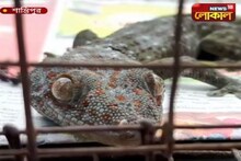 বিলুপ্ত প্রজাতির তক্ষক উদ্ধার হল শান্তিপুর থানার তৎপরতায়