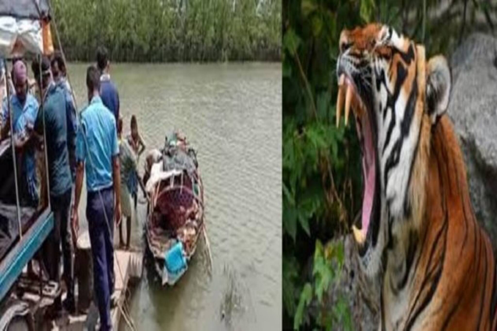 Tiger in Sundarban: সুন্দরবনের গভীরে বাঘের মুখে বাবা, অসম লড়াইয়ে নামল ছেলে! তারপর...