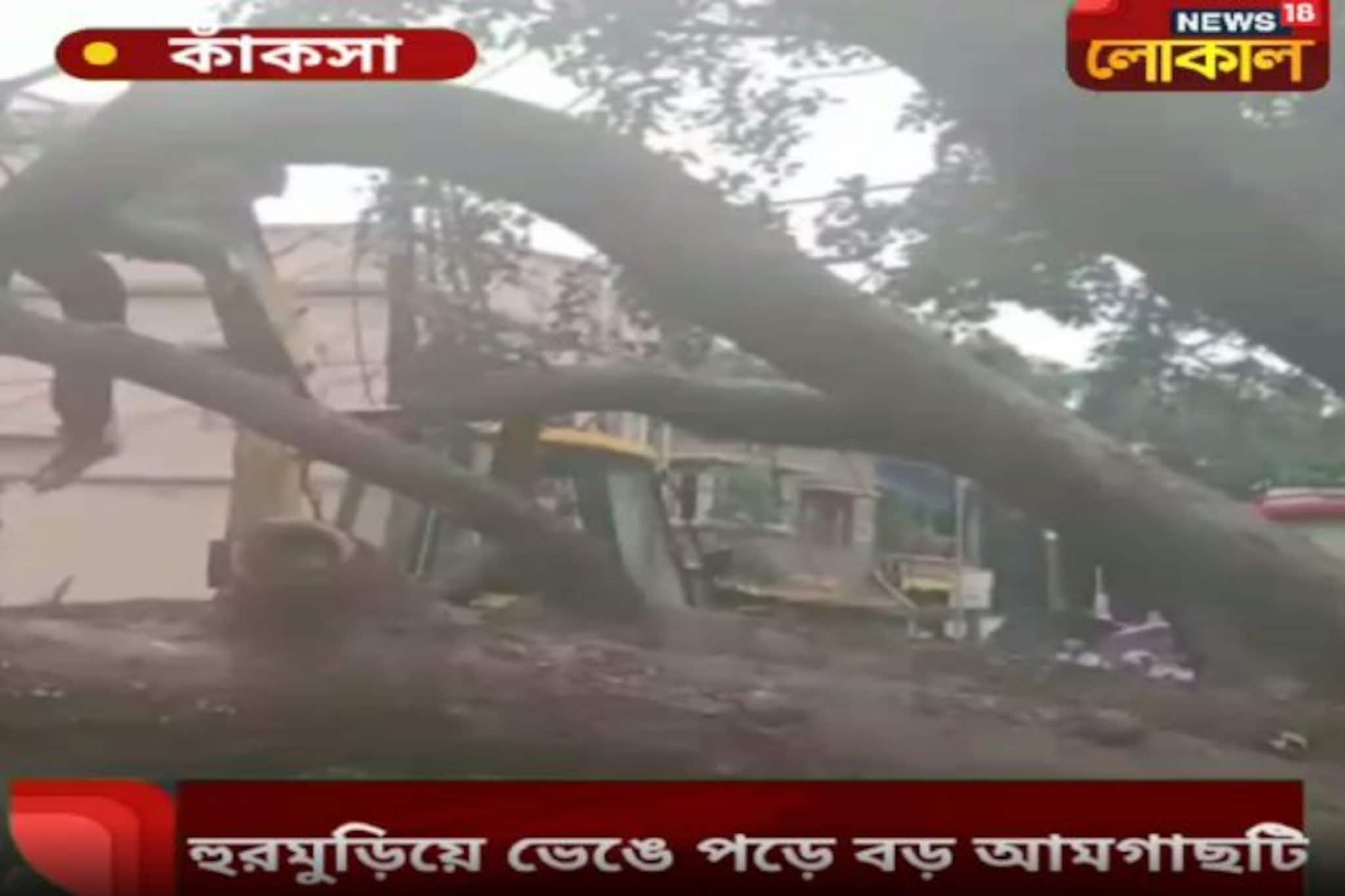 টানা বৃষ্টিতে ভাঙল বৃহদাকার আমগাছ, অল্পের জন্য রক্ষা পেলেন ২ জন