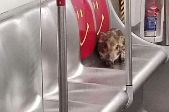 Wild boar travels in subway train in Hong Kong -Photo Courtesy- Facebook/ Video Grab