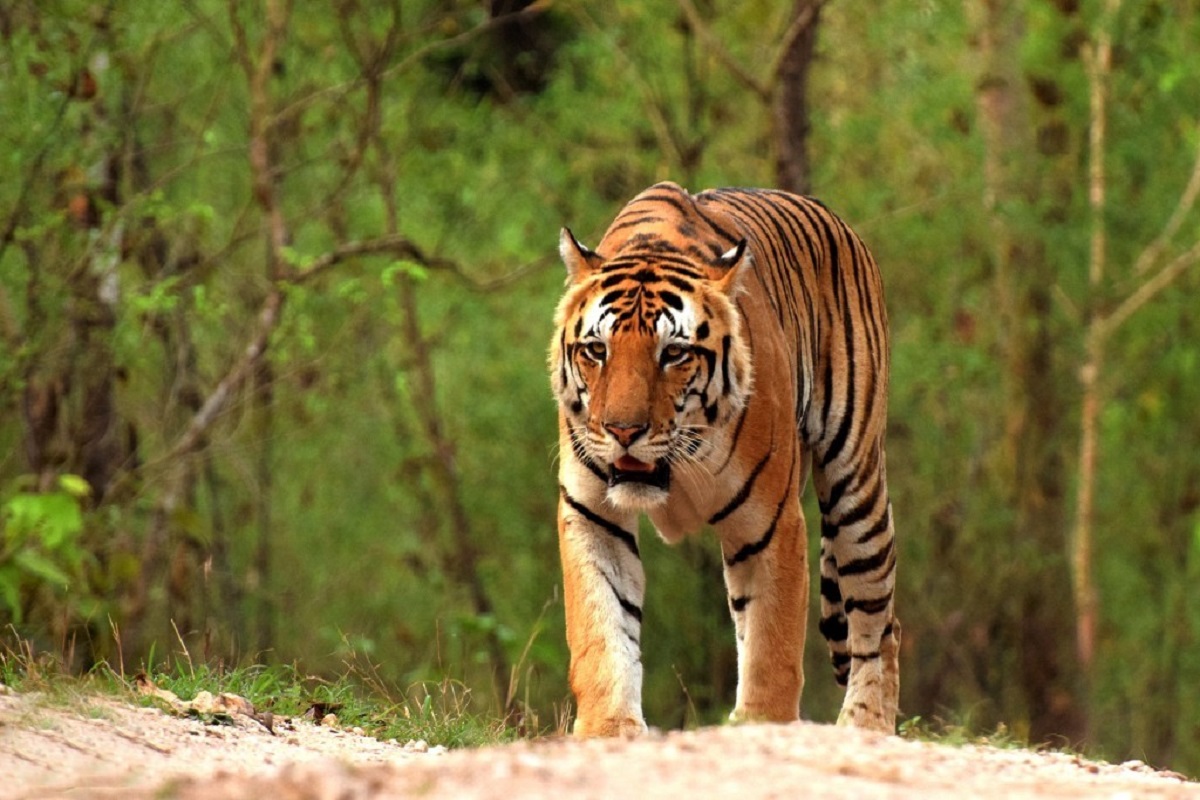 Royal Bengal Tiger in Kolkata: সুন্দরবনের রয়্যাল বেঙ্গল টাইগারের দেখা মিলবে নাকি শহরের বুকেই! কী পরিকল্পনা বনমন্ত্রীর?