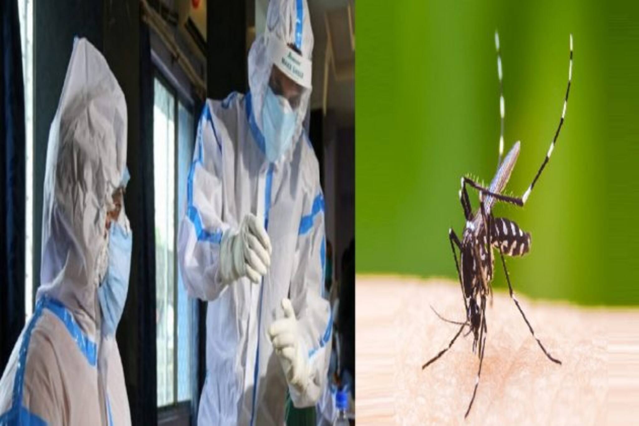 Corona & Dengue: করোনার দোসর হতে পারে ডেঙ্গু! সাঁড়াশি আক্রমণ থেকে বাঁচতে কী পদক্ষেপ রাজ্যের?
