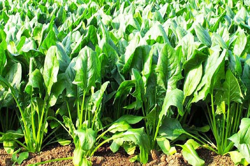 *পালং শাক (Spinach): সবুজ শাকসবজি শরীরের জন্য ভীষণ দরকার। পুরুষদের জন্য তো বটেই। তার মধ্যে গুরুত্বপূর্ণ হল পালং শাক খাওয়া। পালং শাকের অনেক গুণ রয়েছে। হার্ট ভালো রাখার পাশাপাশি পালং শাক খেলে রক্ত সঞ্চালন প্রক্রিয়া সঠিক ভাবে হয়। তবে এটা নয় যে শুধু পালং শাক রোজ খেতে হবে, বিভিন্ন প্রোটিং সমৃদ্ধ শাকও দৈনিক খাওয়া উচিত।সংগৃহীত ছবি। 
