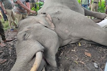 ফের পূর্ণবয়স্ক হাতির রহস্যজনক মৃত্যু, এবার জলপাইগুড়িতে! ফের পূর্ণবয়স্ক হাতির রহস্যজনক মৃত্যু, এবার জলপাইগুড়িতে!