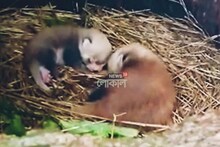দার্জিলিংয়ে জন্ম দুই রেডপান্ডার, খুশির হাওয়া চিড়িয়াখানা জুড়ে