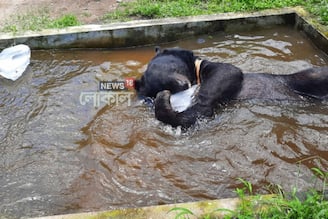 হাঁসফাঁস গরমে স্বস্তির বরফ স্নানে ব্যস্ত 'ড্যাডি'