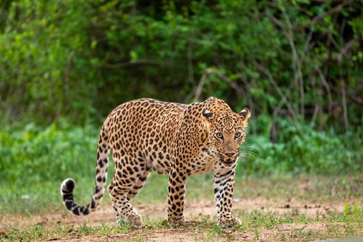 Leopard:  ধুপঝোড়ার চা বাগানে লেপার্ড ! আতঙ্কে শ্রমিকরা