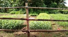 গ্রামের নাম বেনেদীঘি! গত কুড়ি বছর ধরে "অক্সিজেন" জুগিয়ে চলেছে গ্রামের নাম বেনেদীঘি! গত কুড়ি বছর ধরে "অক্সিজেন" জুগিয়ে চলেছে