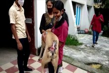 করোনায় জেরবার 'ওঁরাও', শুশ্রূষায় এগিয়ে এল নির্ভানা অ্যানিমেল ওয়েলফেয়ার