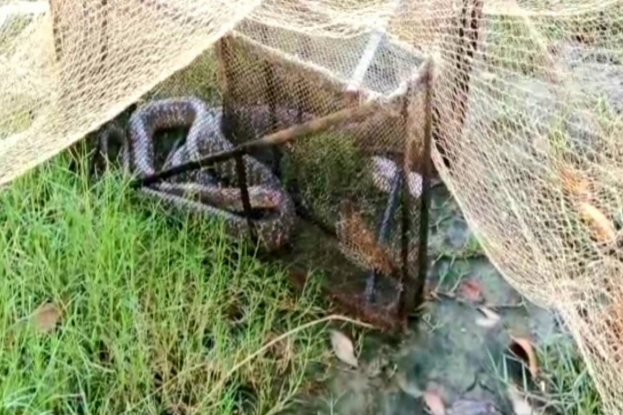 নামখানা থেকে উদ্ধার জোড়া বিষধর সাপ, চাঞ্চল্য এলাকায়