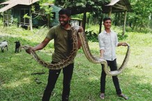 ছাগল খেতে এসে ধরা পড়ল ১৫ ফুটের অজগর, চাঞ্চল্য ছাগল খেতে এসে ধরা পড়ল ১৫ ফুটের অজগর, চাঞ্চল্য