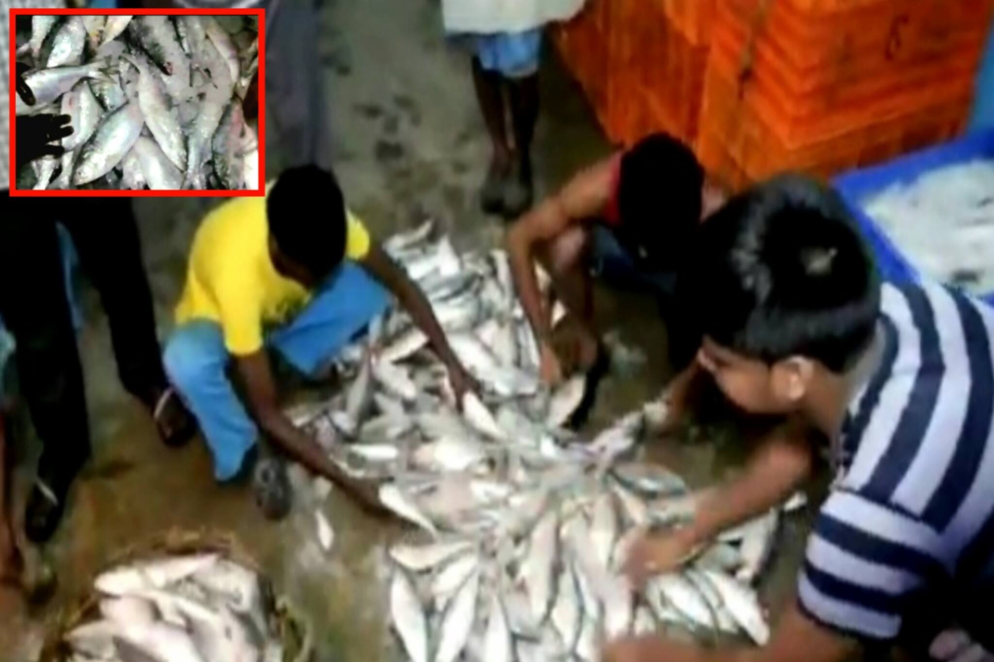 এবার মৎস্যজীবীদের জালে ধরা পড়ল ব্যাপক পরিমাণে ইলিশ