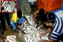 এবার মৎস্যজীবীদের জালে ধরা পড়ল ব্যাপক পরিমাণে ইলিশ এবার মৎস্যজীবীদের জালে ধরা পড়ল ব্যাপক পরিমাণে ইলিশ