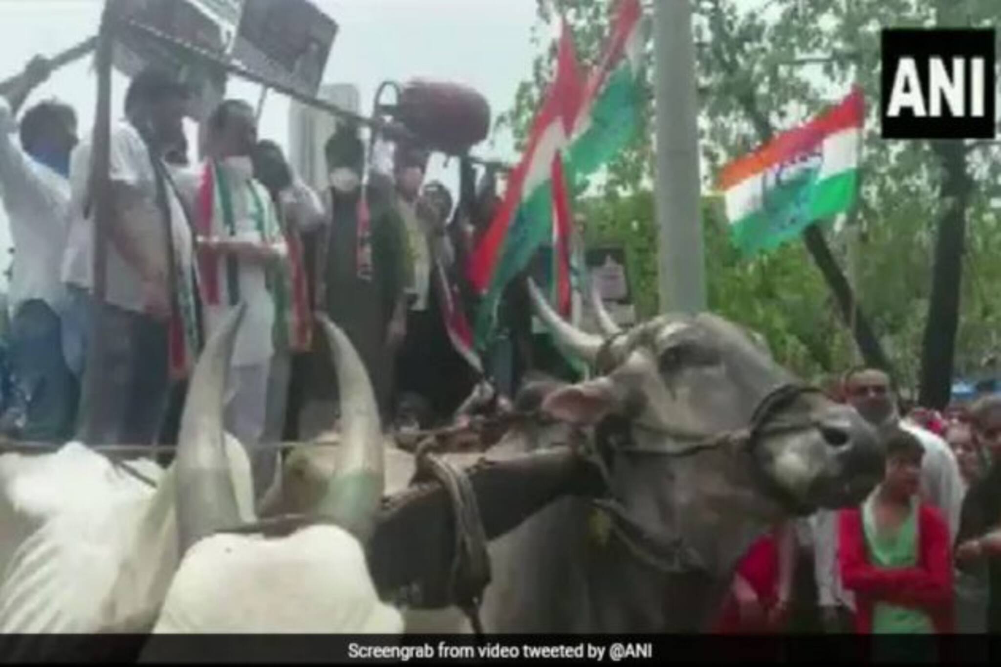 গরুর গাড়ি চড়ে প্রতিবাদ, মাঝপথেই হুড়মুড়িয়ে ভেঙে পড়ল গাড়ি...