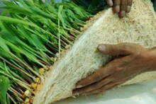 মাটি ছাড়াই ফলবে ফসল, লাগবে না জলও! আবিষ্কারে তাক লাগালেন দুই পড়ুয়া